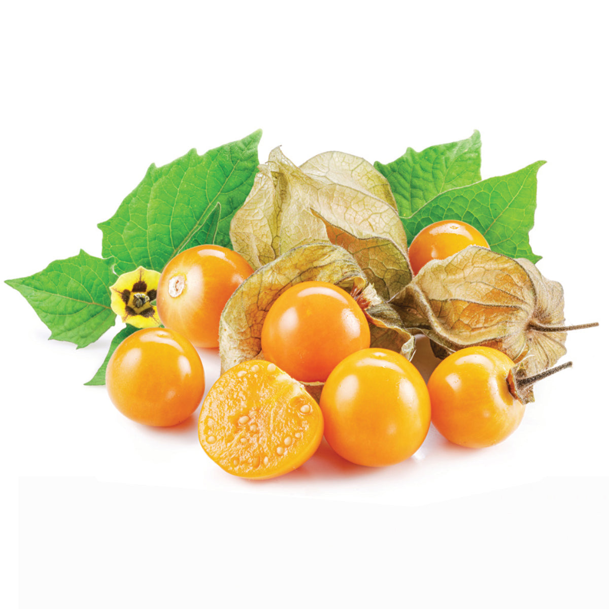 Physalis