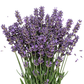 Wechselglas ZEUS 42CILA von Pilla mit Lavendel-Design, zeigt ein Glas mit Lavendel-Motiv auf weißem Hintergrund