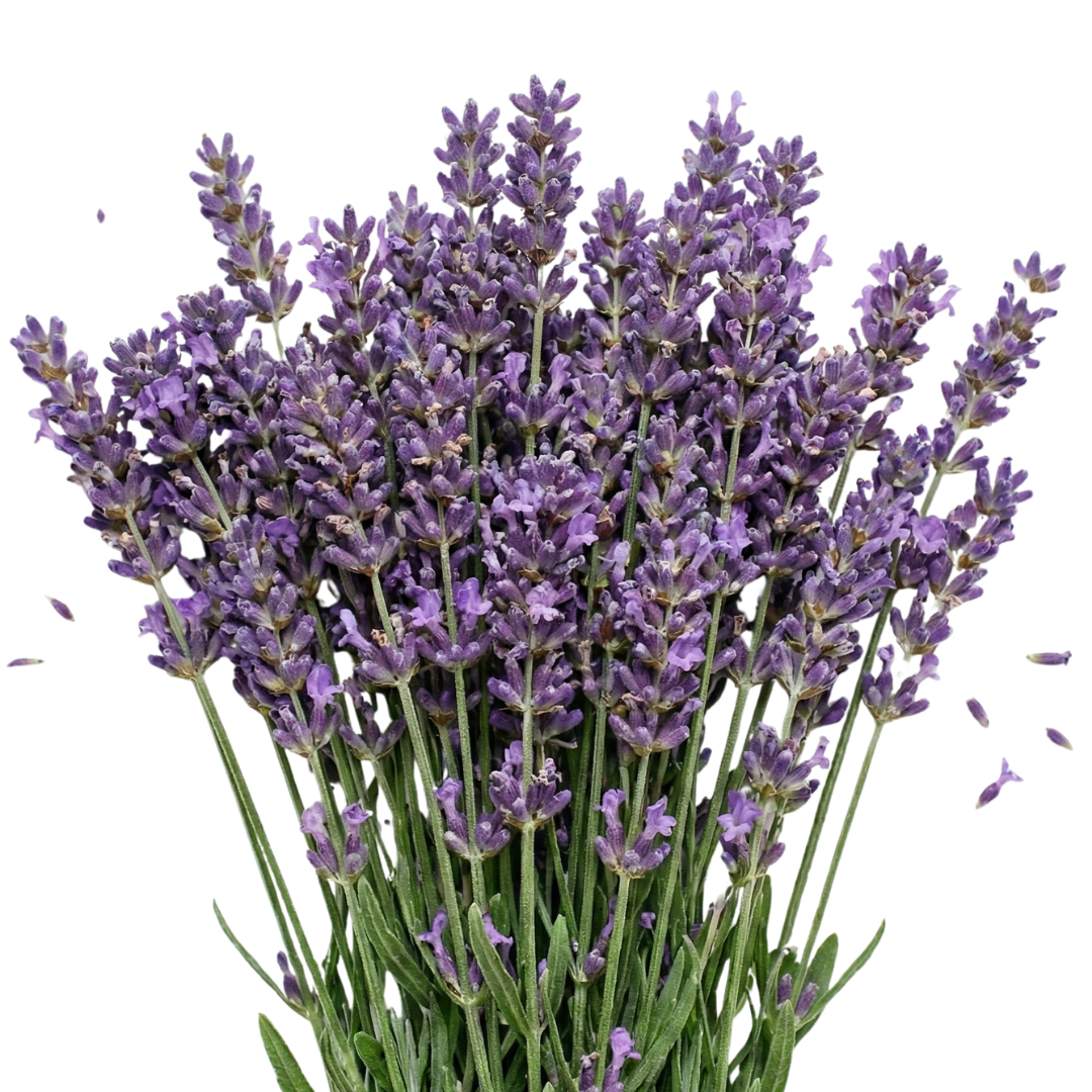 Wechselglas ZEUS 42CILA von Pilla mit Lavendel-Design, zeigt ein Glas mit Lavendel-Motiv auf weißem Hintergrund